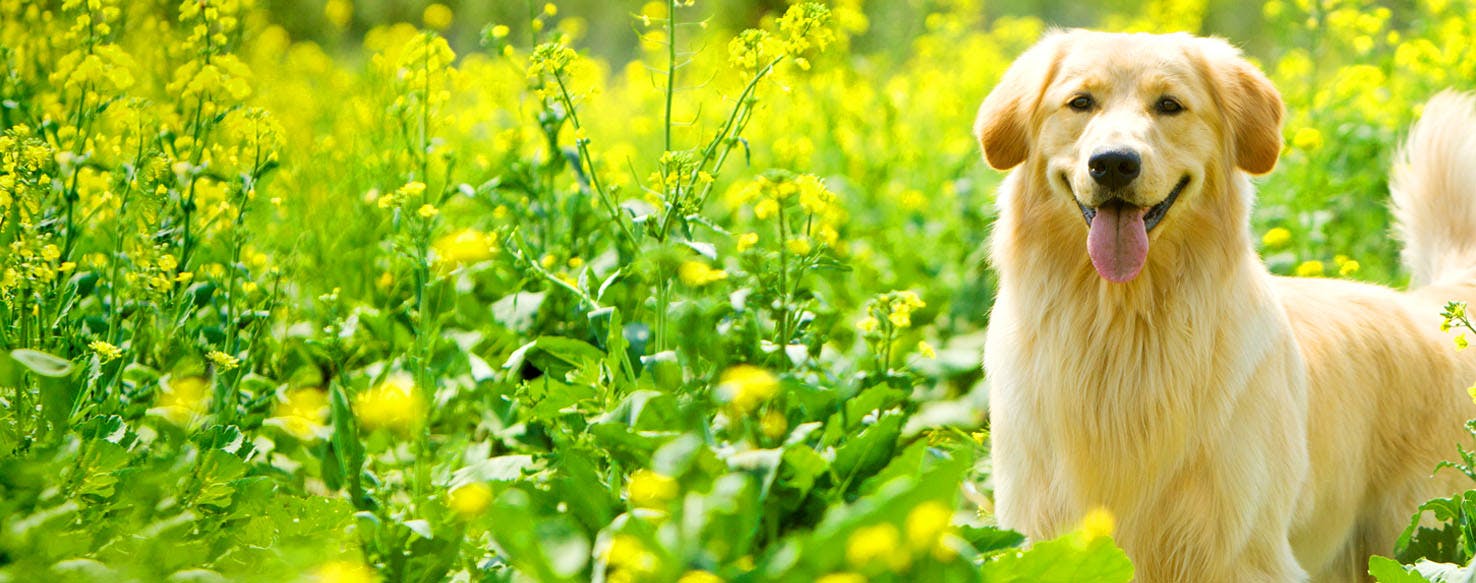 E.T. The ExtraTerrestrial Dog Names Popular Male and Female Names